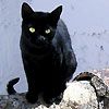 514 Animal Avatars f7opnaicqa