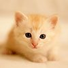 514 Animal Avatars 47opna9eoz