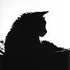 514 Animal Avatars e7opnapfva