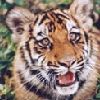514 Animal Avatars 67opnb4xr3