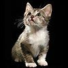 514 Animal Avatars 57opnb8kce