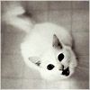 514 Animal Avatars h7opnb9hqo