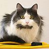 514 Animal Avatars n7opnbkema