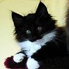 514 Animal Avatars 67opnblwr7
