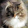 514 Animal Avatars 47opnbmifm