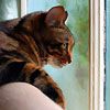 514 Animal Avatars 47opnbndxh