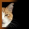 514 Animal Avatars p7opnbtjg0