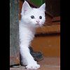 514 Animal Avatars u7opnbv6kq