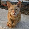 514 Animal Avatars n7opnbwhw4