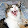 514 Animal Avatars x7opnbxuim