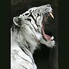 514 Animal Avatars 17opnchosc