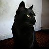 514 Animal Avatars q7opnc054i