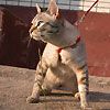 514 Animal Avatars m7opnc1vrd