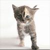 514 Animal Avatars 77opnc96qw