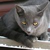 514 Animal Avatars m7opnckkrr