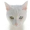 514 Animal Avatars q7opncnlwr