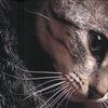 514 Animal Avatars a7opnco1g3