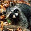 514 Animal Avatars w7opncutlj