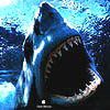 514 Animal Avatars b7opndalr2