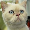 514 Animal Avatars u7opnd0de2