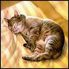 514 Animal Avatars k7opndrvn2
