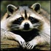 514 Animal Avatars p7opndsid4