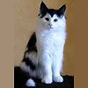 514 Animal Avatars s7opndxjdo