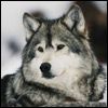 514 Animal Avatars g7opnedriw
