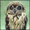514 Animal Avatars q7opnegpy4
