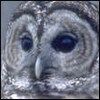 514 Animal Avatars b7opnehnxs