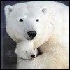 514 Animal Avatars z7opne7orr