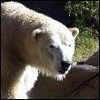 514 Animal Avatars 07opnekpcy