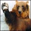 514 Animal Avatars q7opnelajk