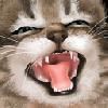514 Animal Avatars 77opnenhr5