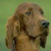 514 Animal Avatars i7opnerrvr