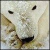514 Animal Avatars h7opnesxv3