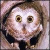 514 Animal Avatars p7opneufgr