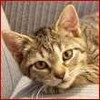 514 Animal Avatars m7opnevxgi