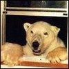 514 Animal Avatars h7opnewhxj