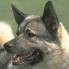 514 Animal Avatars w7opnfgp67