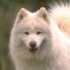 514 Animal Avatars o7opnfic1x