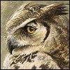 514 Animal Avatars 07opnf0by6