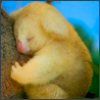 514 Animal Avatars u7opnf4oyl