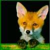 514 Animal Avatars p7opnf5ywf