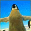 514 Animal Avatars k7opnf6hjp