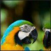 514 Animal Avatars a7opnfjcvp