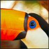 514 Animal Avatars n7opnflrj2