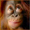 514 Animal Avatars h7opnfmps3
