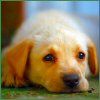514 Animal Avatars a7opnfnomh