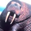 514 Animal Avatars t7opnfo6ni